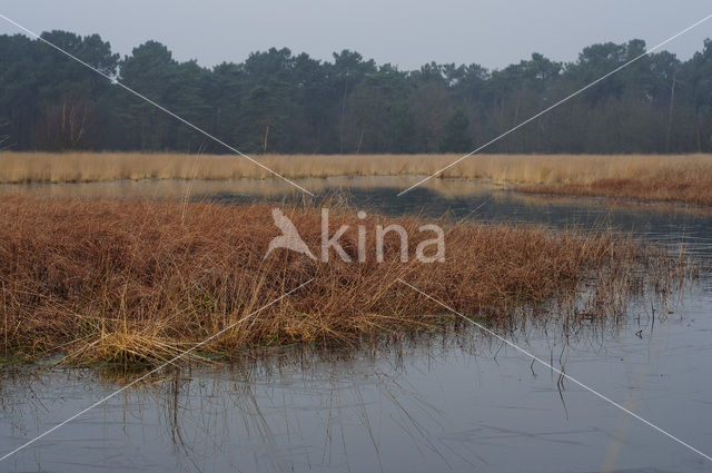 Geeneindsche heide