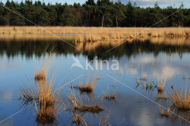 Geeneindsche heide