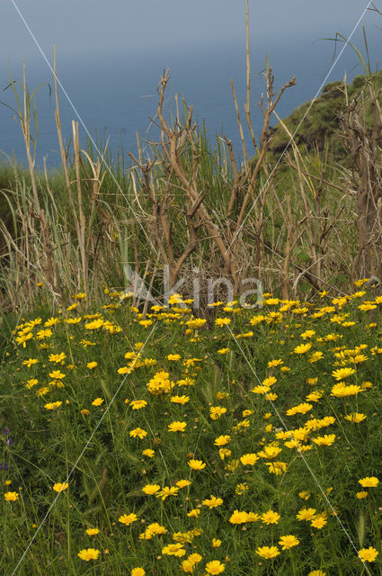 Gekroonde Ganzenbloem (Glebionis coronaria)