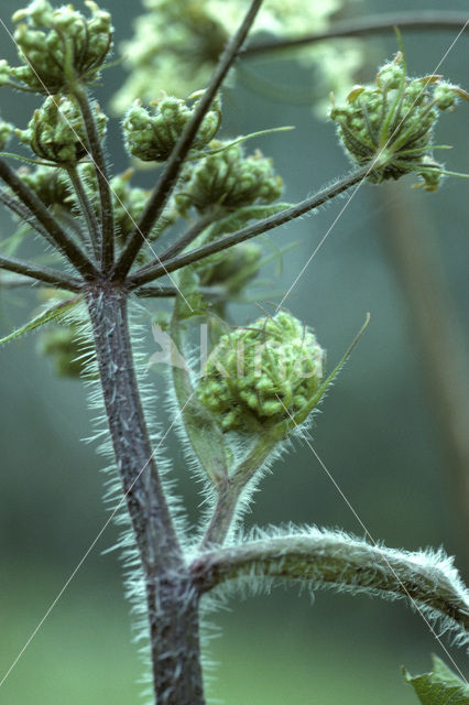 Gewone bereklauw (Heracleum sphondylium)