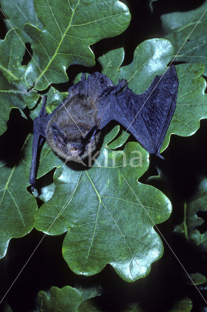 Gewone dwergvleermuis (Pipistrellus pipistrellus)