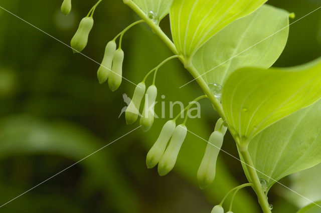 Gewone salomonszegel (Polygonatum multiflorum)