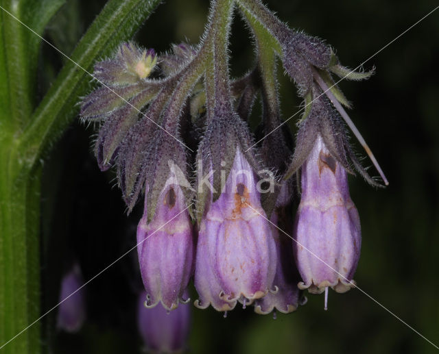 Gewone smeerwortel (Symphytum officinale)