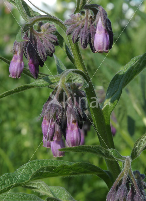 Gewone smeerwortel (Symphytum officinale)