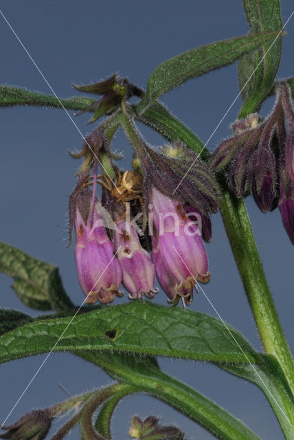 Gewone smeerwortel (Symphytum officinale)