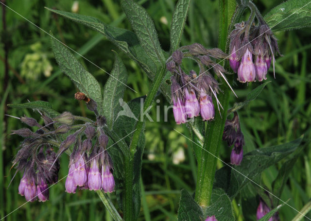 Gewone smeerwortel (Symphytum officinale)