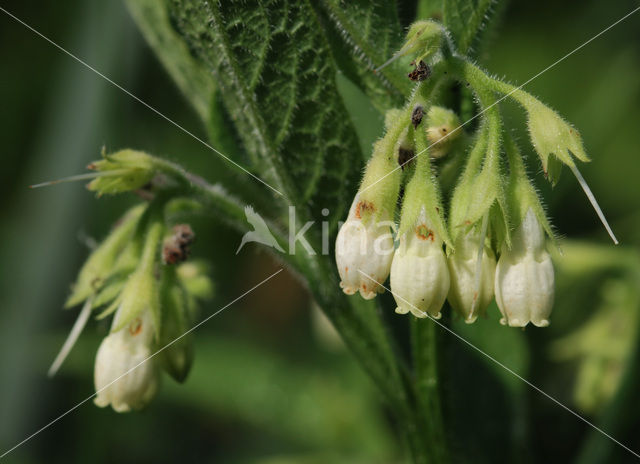 Gewone smeerwortel (Symphytum officinale)