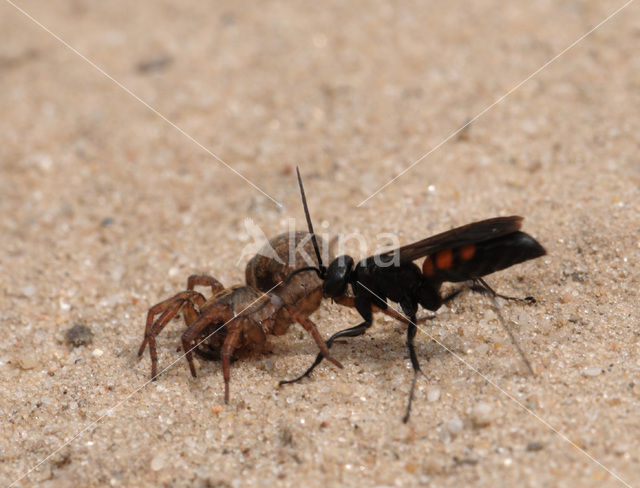 Gewone Wegwesp (Anoplius viaticus)