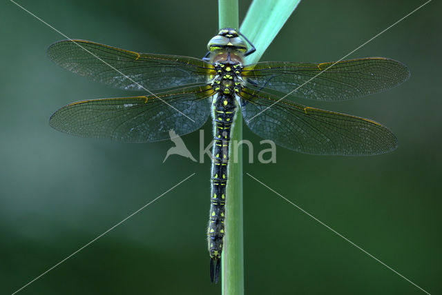 Glassnijder (Brachytron pratense)