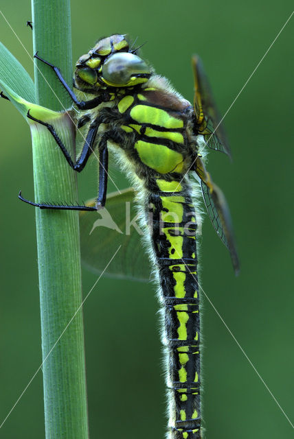 Glassnijder (Brachytron pratense)