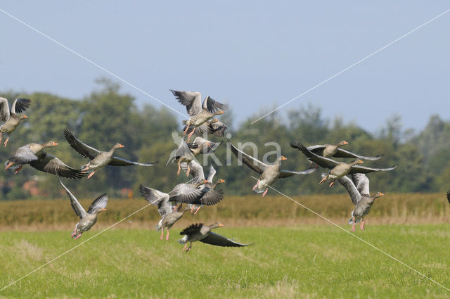 Grauwe Gans (Anser anser)