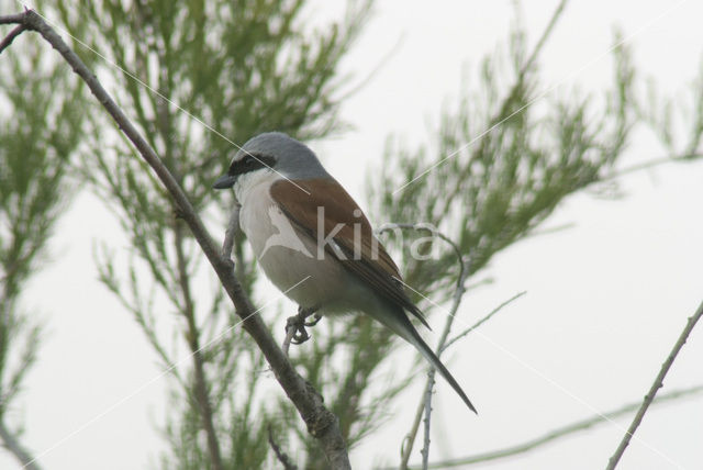 Grauwe Klauwier (Lanius collurio)