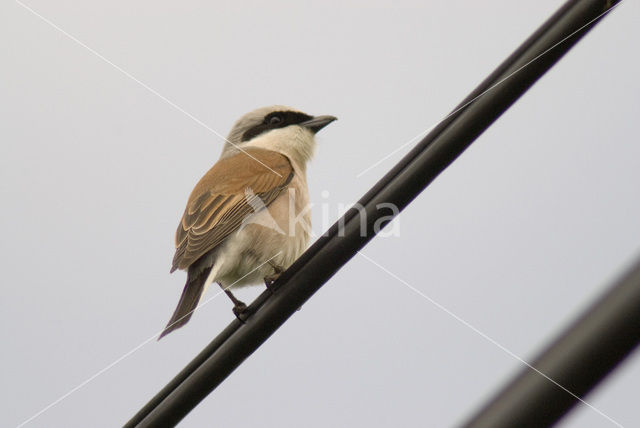 Grauwe Klauwier (Lanius collurio)