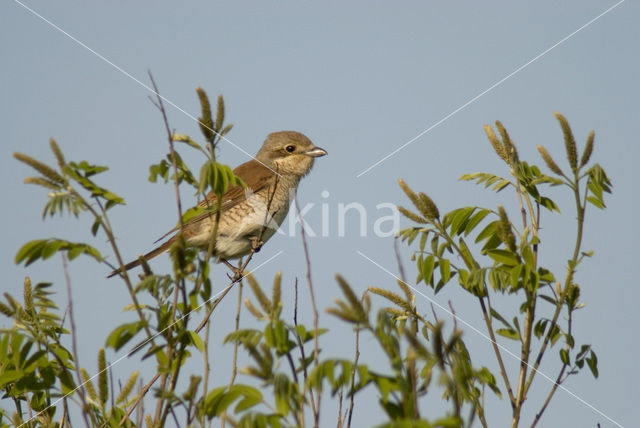 Grauwe Klauwier (Lanius collurio)