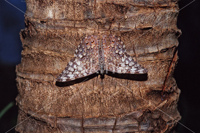 Grey Cracker (Hamadryas februa)