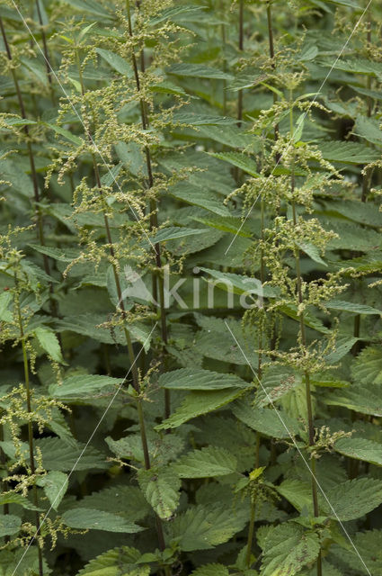 Stinging Nettle (Urtica dioica)