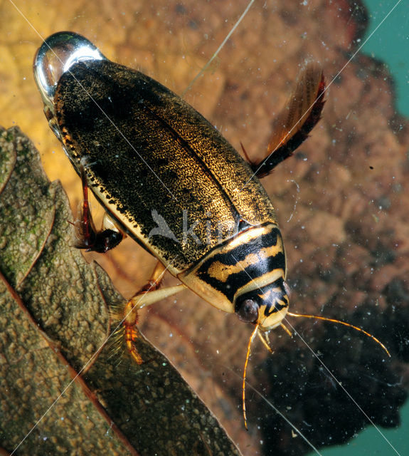 Grote gegroefde waterkever