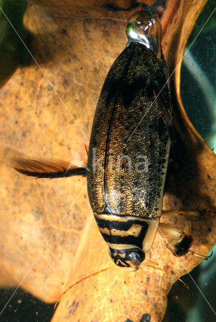 Grote gegroefde waterkever