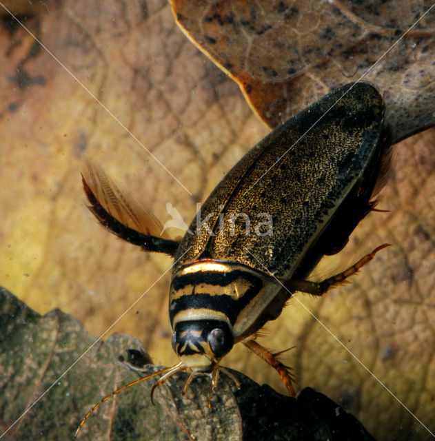 Great Diving Beetle (Acilius sulcatus)