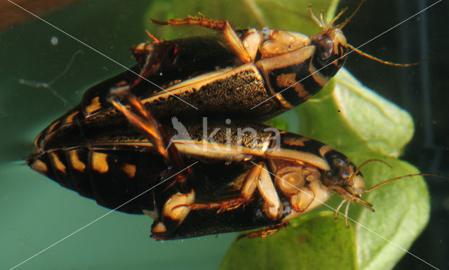 Great Diving Beetle (Acilius sulcatus)