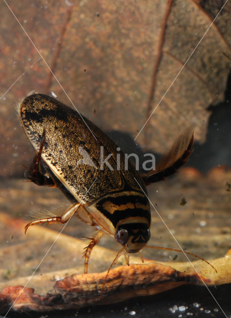 Grote gegroefde waterkever