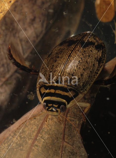 Great Diving Beetle (Acilius sulcatus)