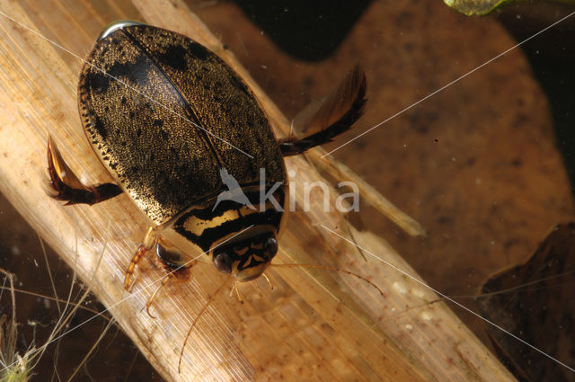 Grote gegroefde waterkever