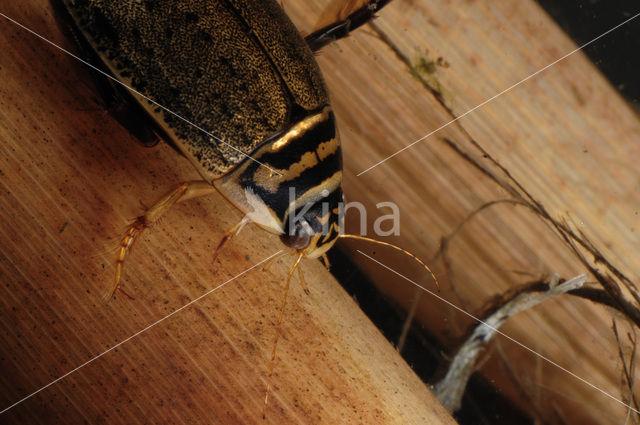 Great Diving Beetle (Acilius sulcatus)