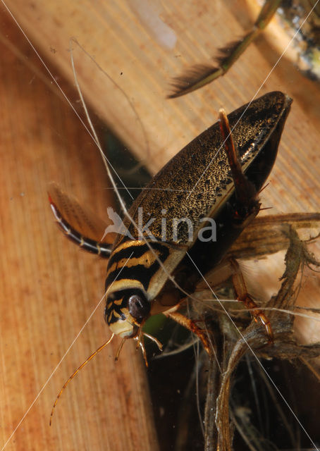 Great Diving Beetle (Acilius sulcatus)