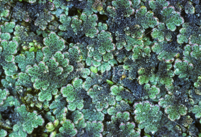 Grote kroosvaren (Azolla filiculoides)