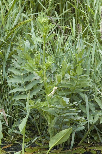 Grote watereppe (Sium latifolium)