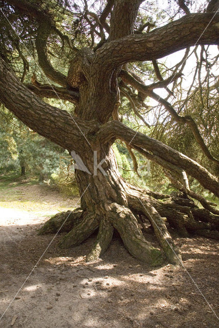 Grove den (Pinus sylvestris)