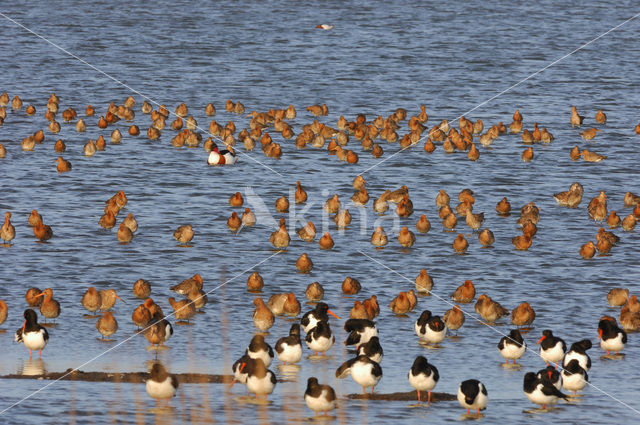 Grutto (Limosa limosa)