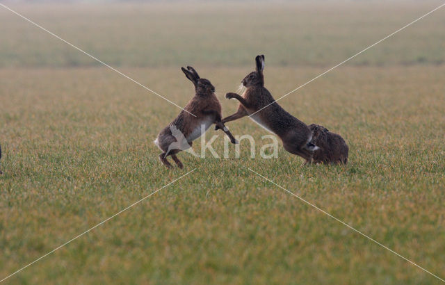 Haas (Lepus europaeus)