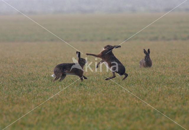 Haas (Lepus europaeus)