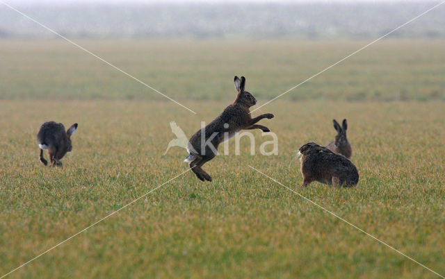 Haas (Lepus europaeus)