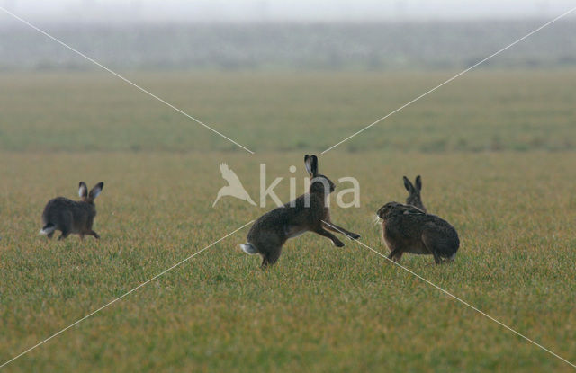 Haas (Lepus europaeus)