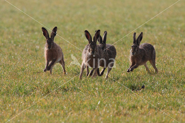 Haas (Lepus europaeus)