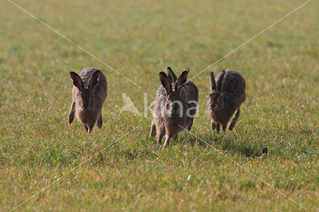 Haas (Lepus europaeus)