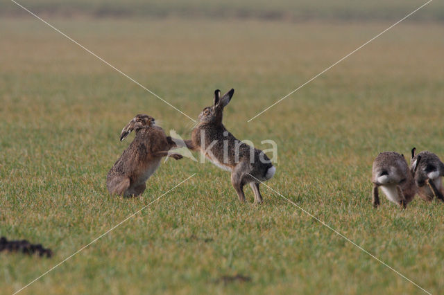 Haas (Lepus europaeus)