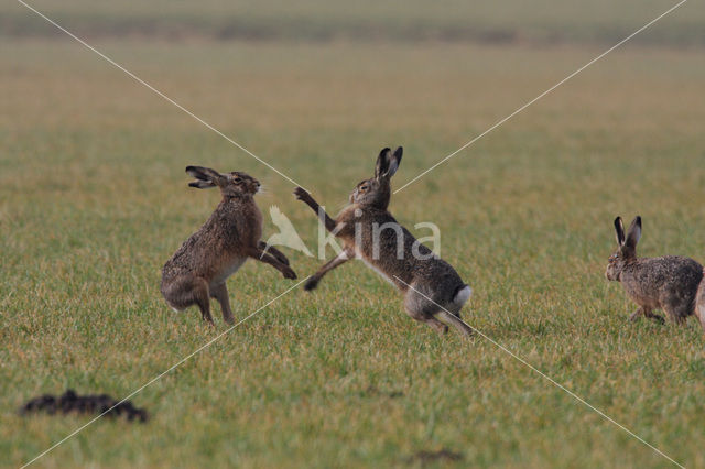 Haas (Lepus europaeus)