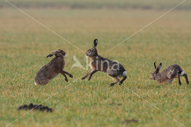 Haas (Lepus europaeus)