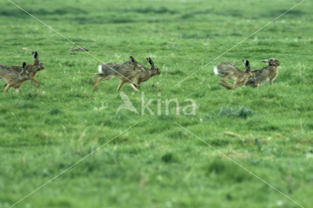 Haas (Lepus europaeus)