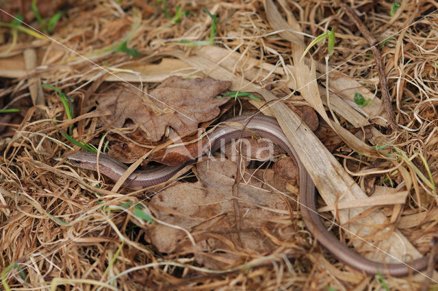 Slow Worm (Anguis fragilis)