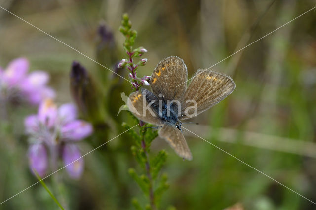 Silver Studded Blue (Plebejus argus)