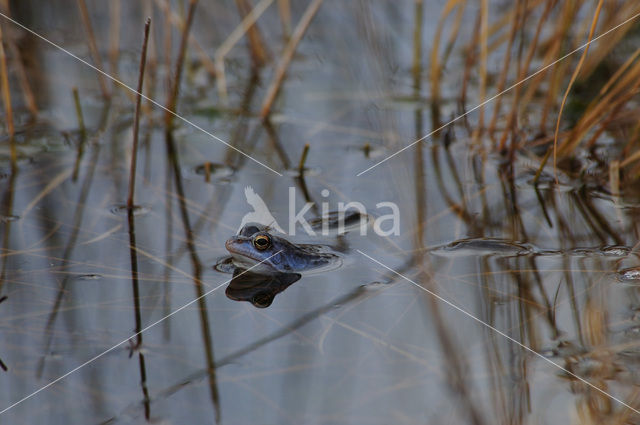 Heikikker (Rana arvalis)