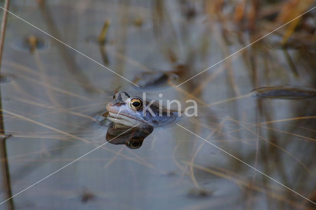 Moor Frog (Rana arvalis)