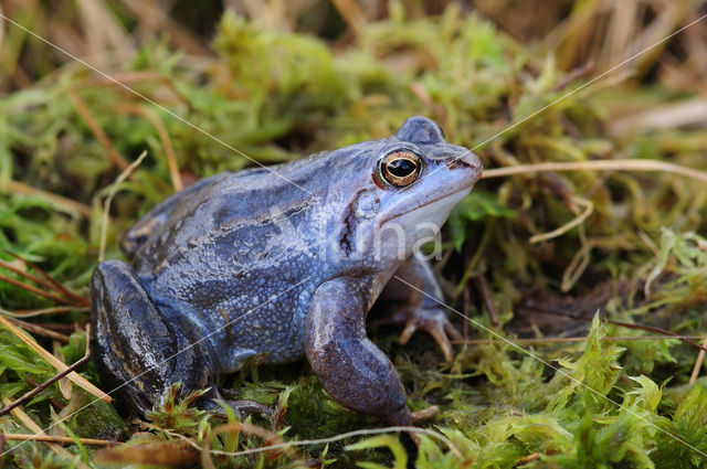 Heikikker (Rana arvalis)