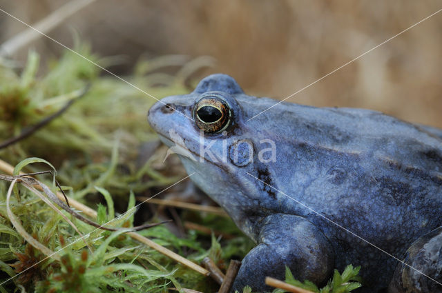 Heikikker (Rana arvalis)