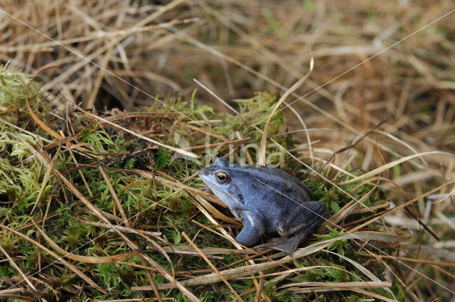 Heikikker (Rana arvalis)